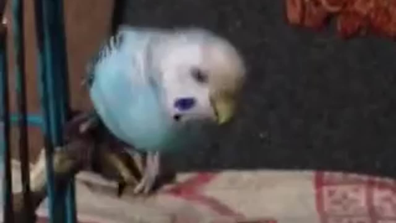 MY FUNY PET BIRD