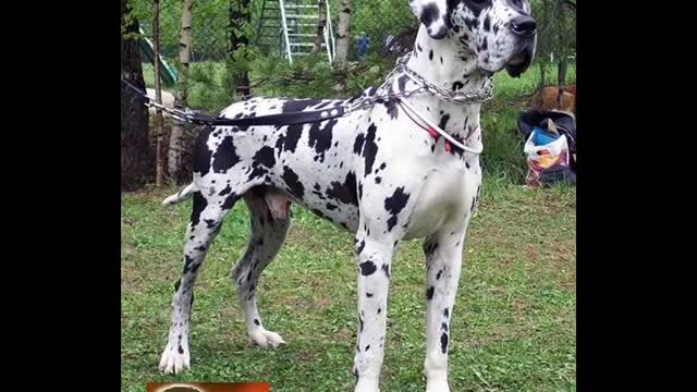 10 most dangerous dogs in the world