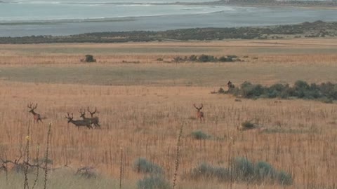 Bucks of Antelope Island, Utah