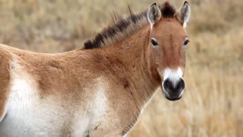 Crazy horse