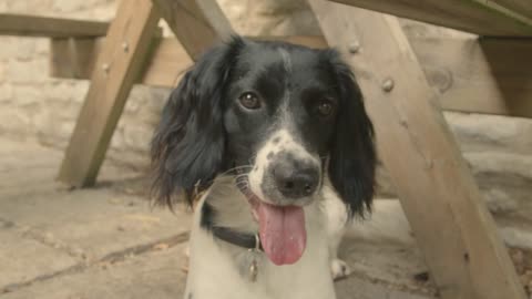 Close Up Shot of Dog Sniffing Camera