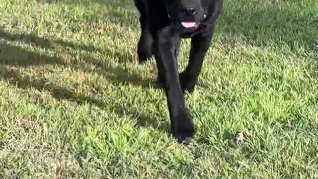 My dog walks alone on the lawn at noon