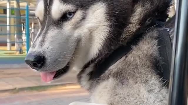 Funny Pet 2021 It's time to LAUGH with Dog's lifes43