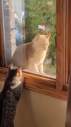 my cat hazel met the neighborhood cat