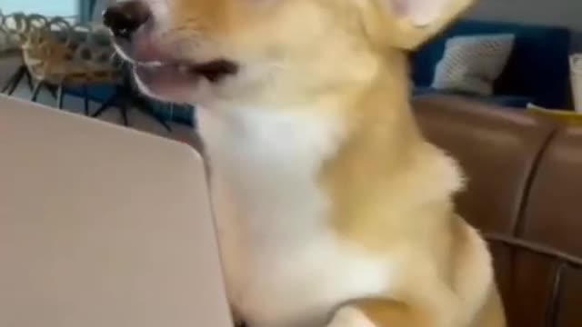 wait for teacher reaction😂 || funny dogs videos #shorts #dogs