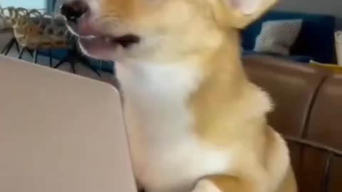 wait for teacher reaction😂 || funny dogs videos #shorts #dogs