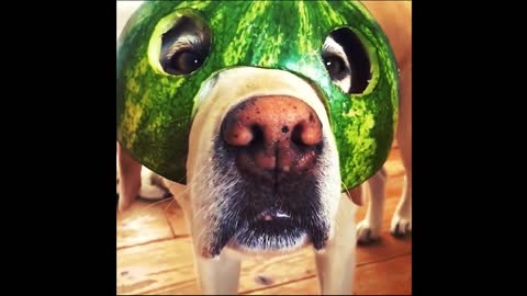 dog hungry for watermelon