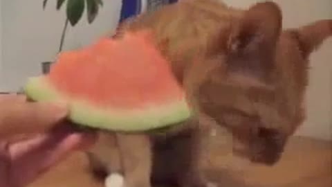cat eating fruit when hungry