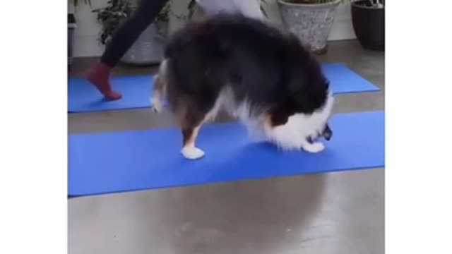 Cute Dog performing Yoga with Owner