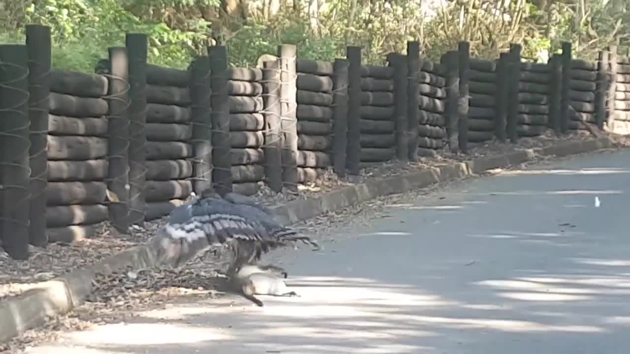 Crowned Eagle and fresh kill