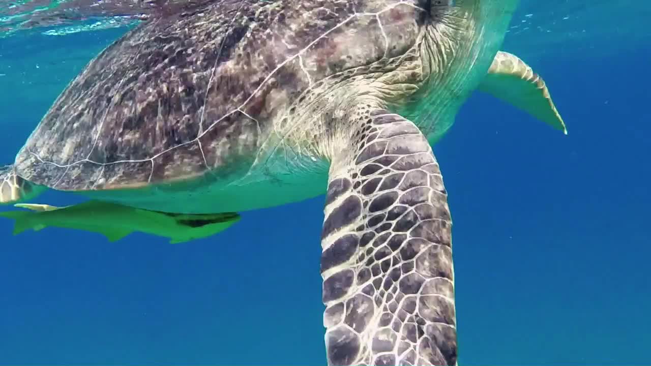 Marine life with sea turtle, animal swimming in tropical ocean