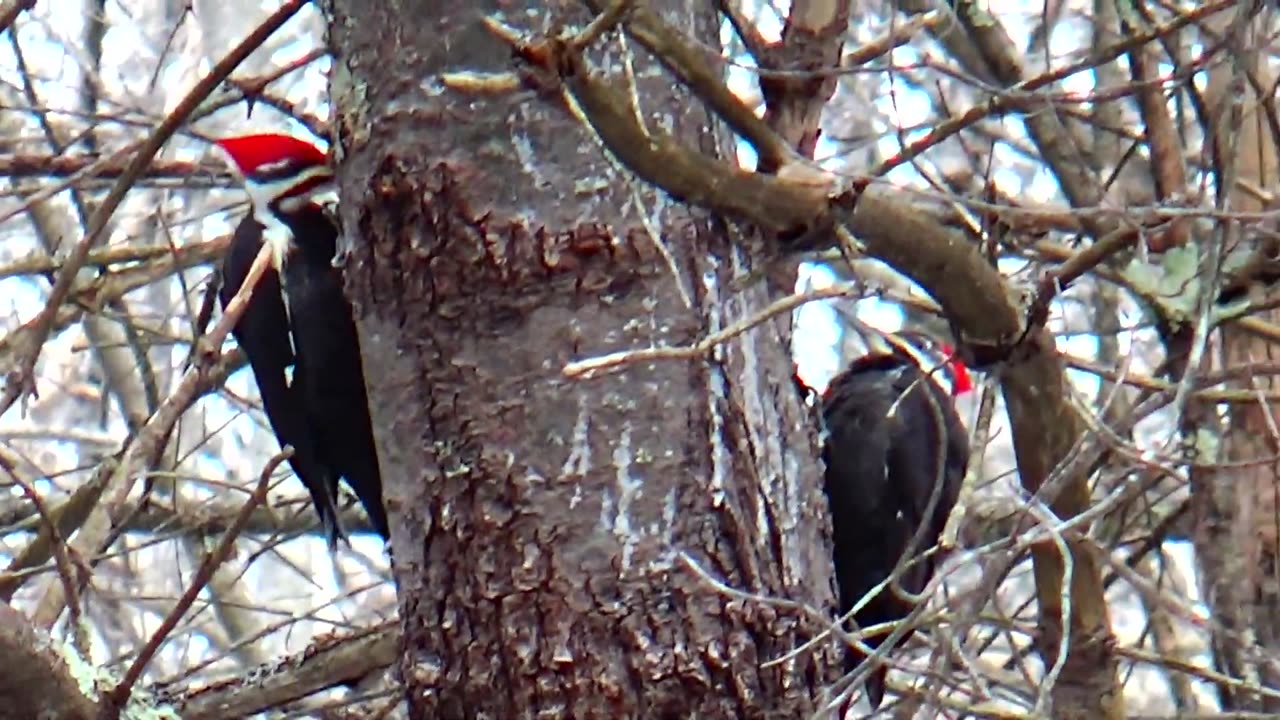 Pileated Woodpeckers