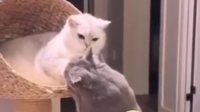 هاوي الرمنسيه