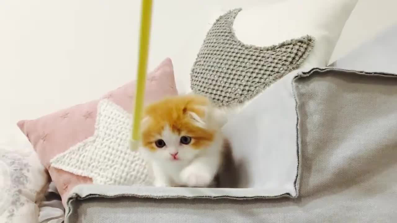 munchkin cat playing video 😀