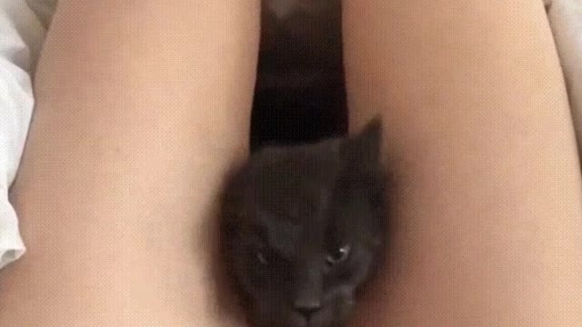 Pussy cat