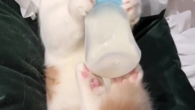 The little cat on the bed hands and feet together in the milk, so lovely.