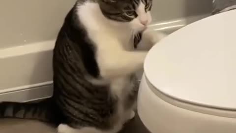 Cat playing drums on toilet