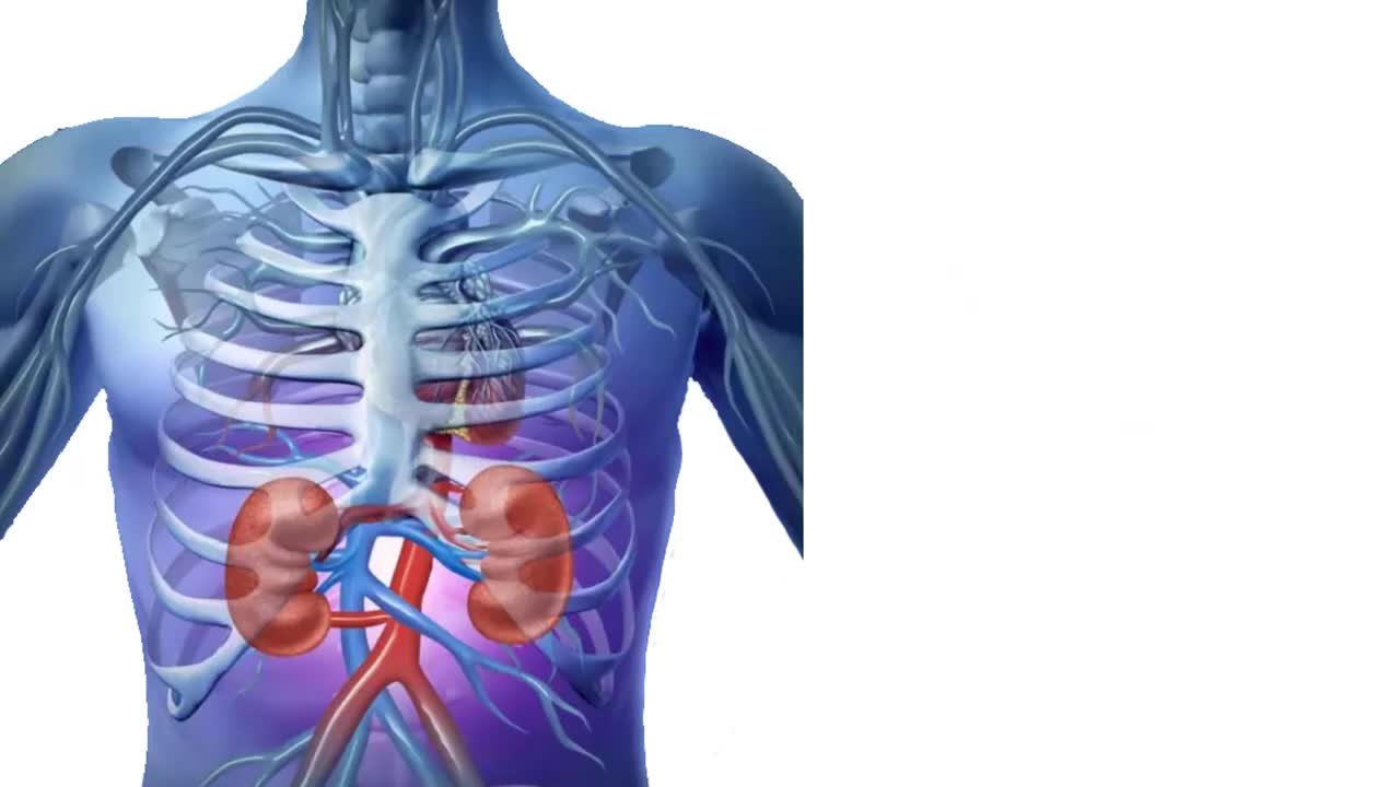 HUMAN INNER ORGANS | LEARN ENGLISH HUMAN BODY VOCABULARY