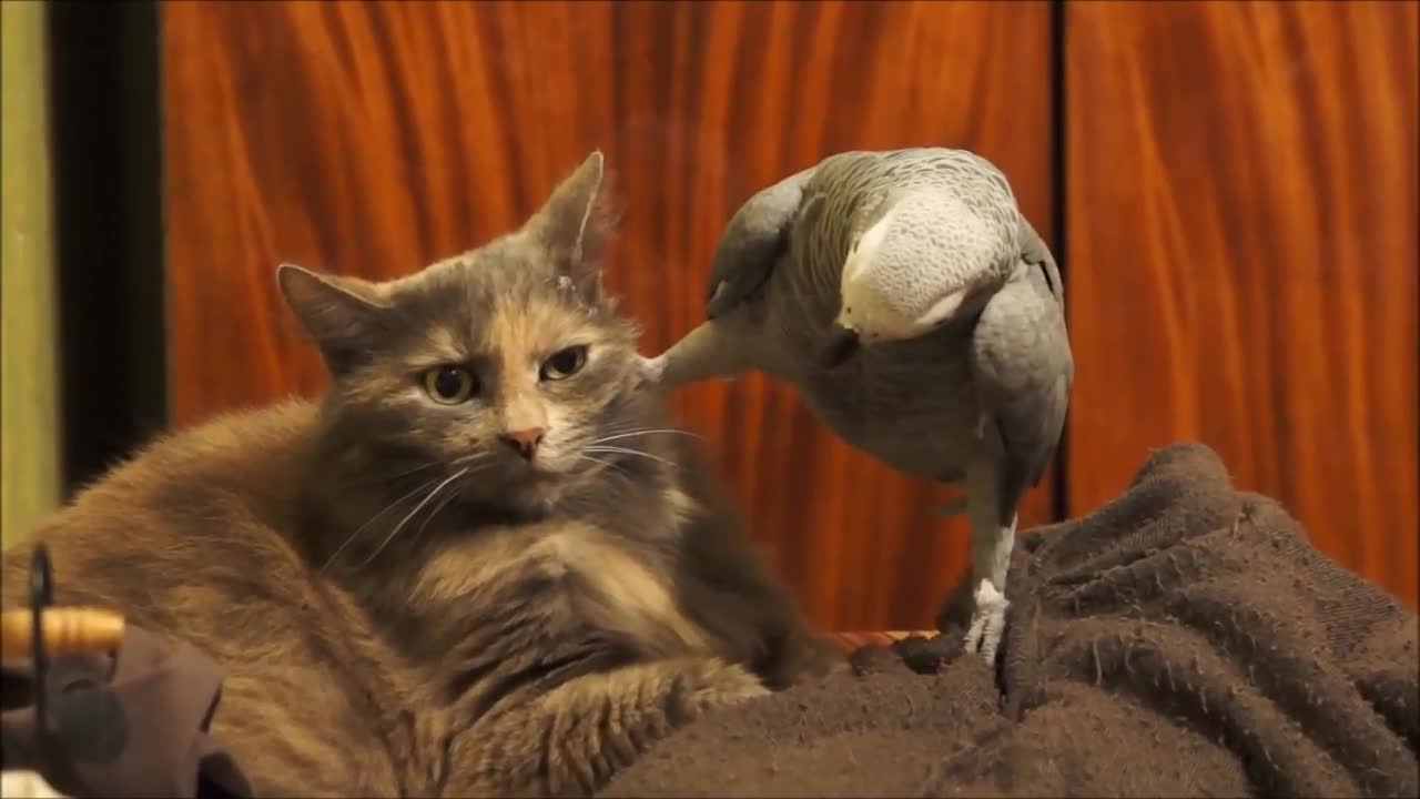 Parrot annoys cat