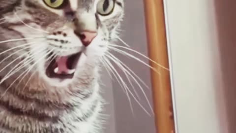 Most funniest video ever monkey's 🙊 ]Monkey funny video #monkey #funny