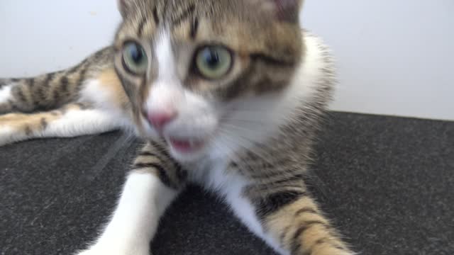 Funny Little Cat Is Panting