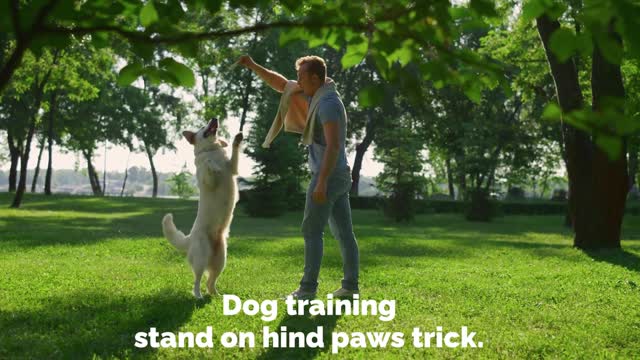 Dog training stand on hind paws trick.