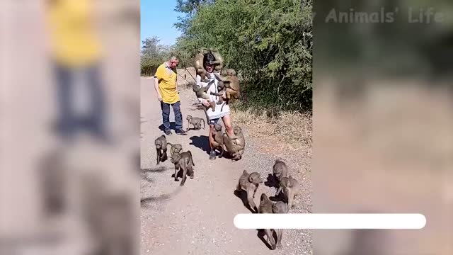 Best Funny Animal Videos 2022