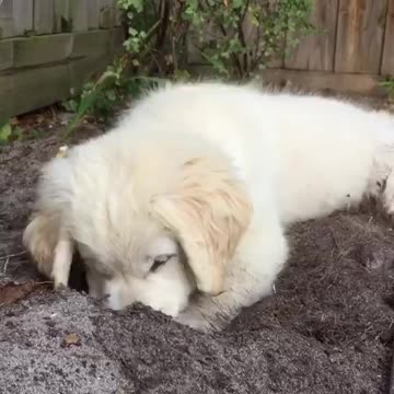 Puppy Digging to China
