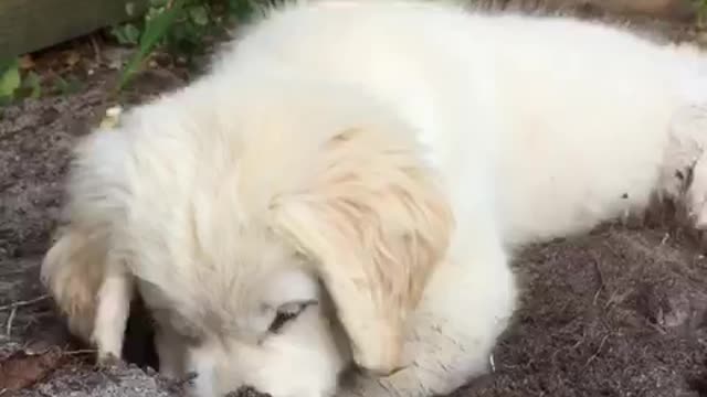 Puppy Digging to China