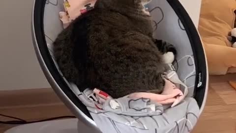 Relaxed Kitty Sleeps in Baby Rocker