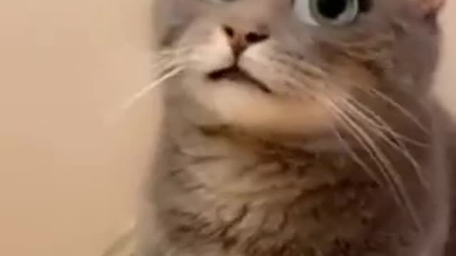 Funny Cat`s Video