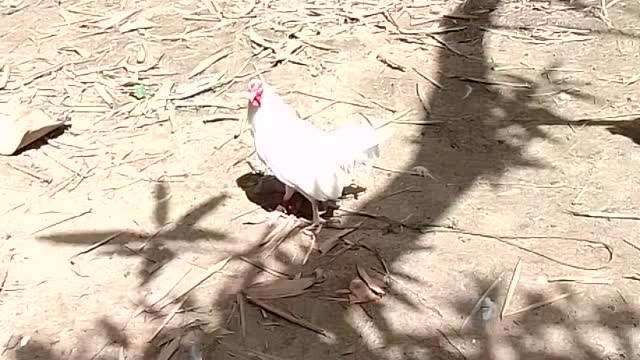 GUESS WHAT KIND OF BREED DOES THIS CHICKEN HAVE. 😁