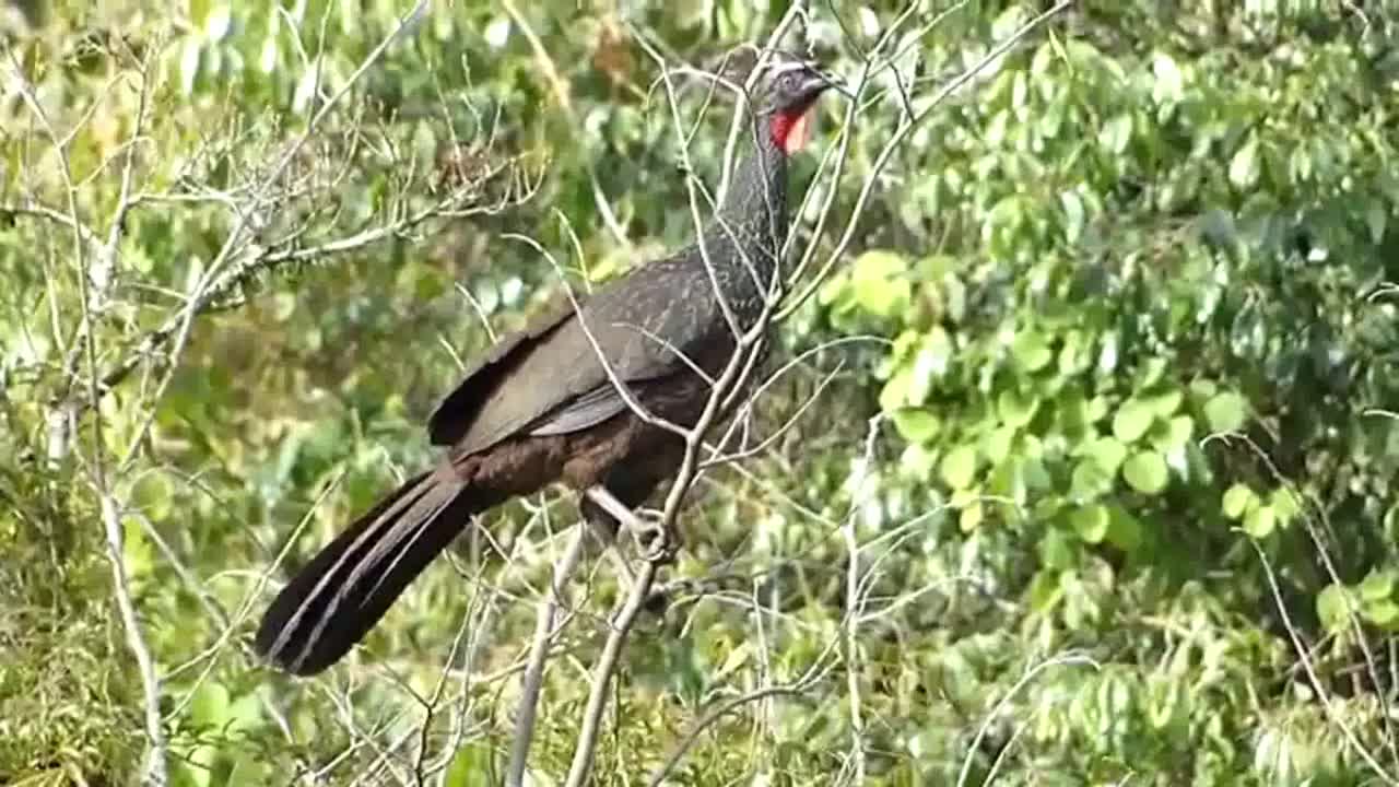 JACU IN THE FOREST, WILD AND BEAUTIFUL ANIMAL