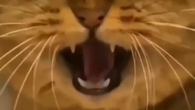 Funniest Cats 😹 - Don't try to hold back Laughter 😂 -