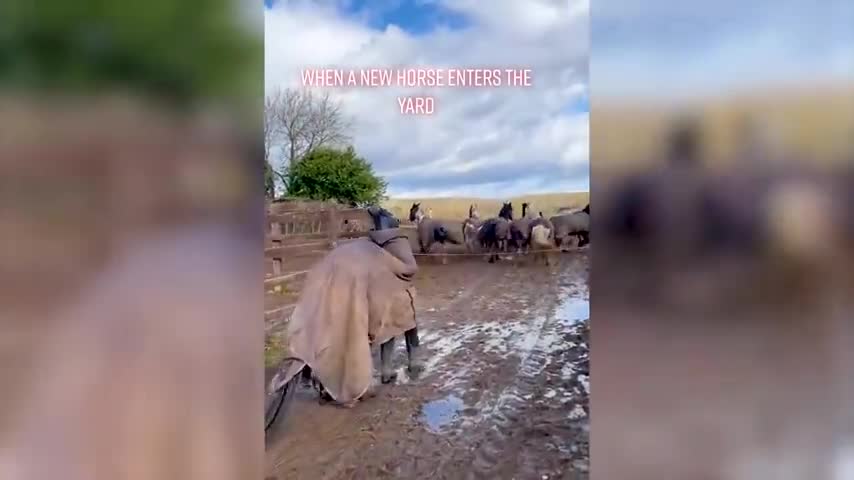 Dogs and cats funny moments