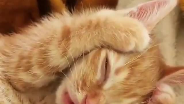 Adorable kittens scene Sleep with Nightmare