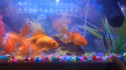 Aquarium fish