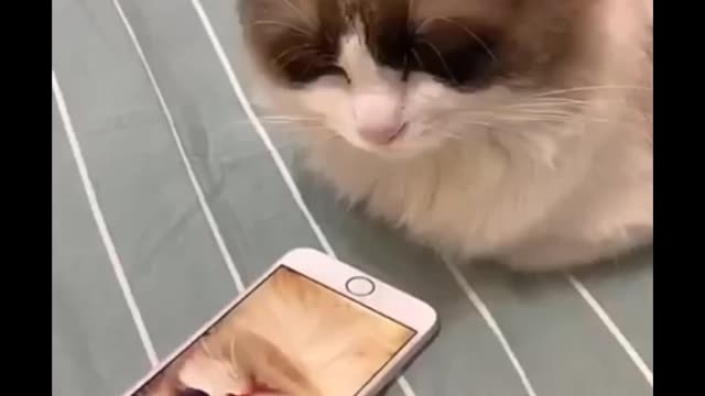 Cute and funny cat video