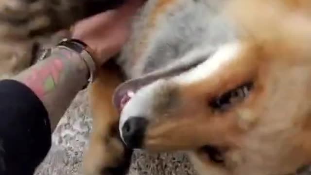 a cute laughing fox is so happy for it's owner return