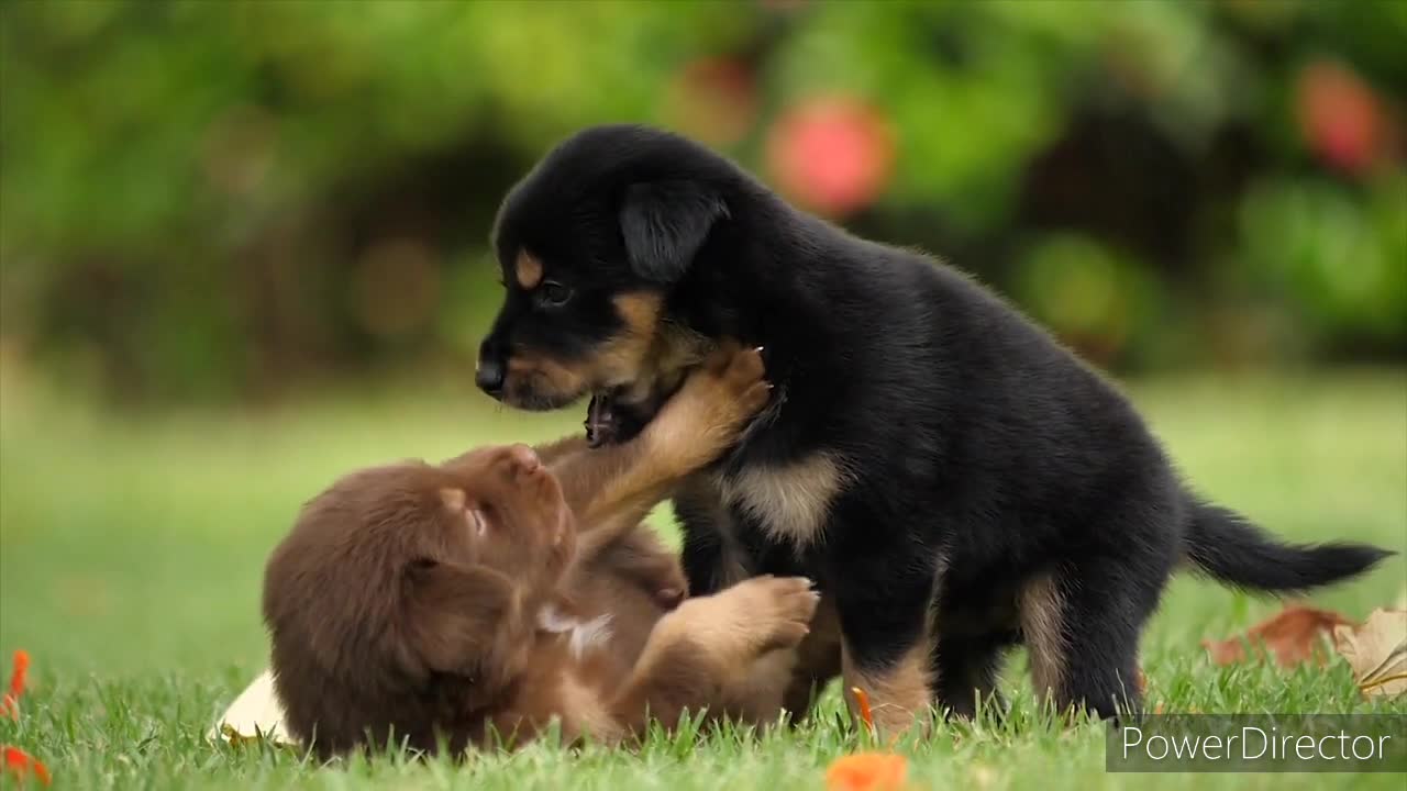 Puppies playing in garden