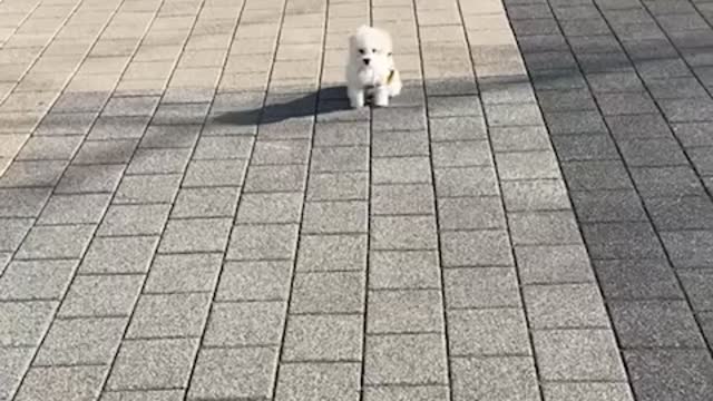 a walking baby puppy