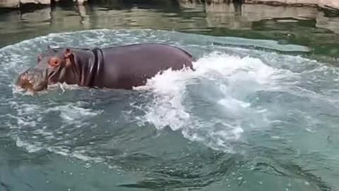 A hippopotamus