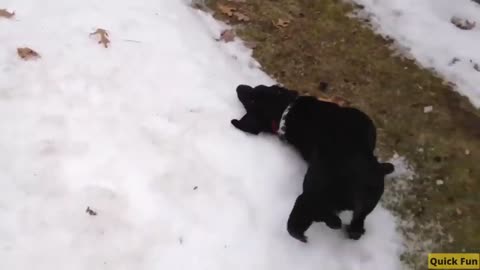 Dogs and Cats Very Funny Videos