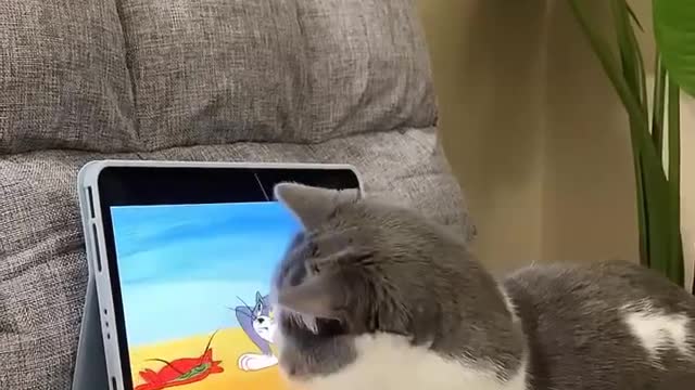 Soo cute animals funny videos