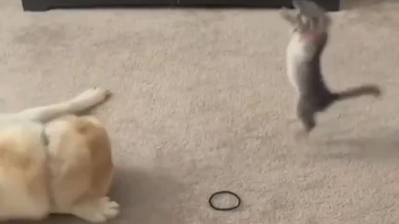 #cat