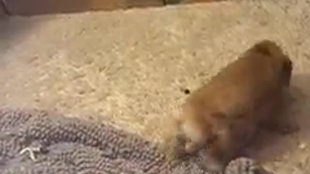 Crazy Bunny