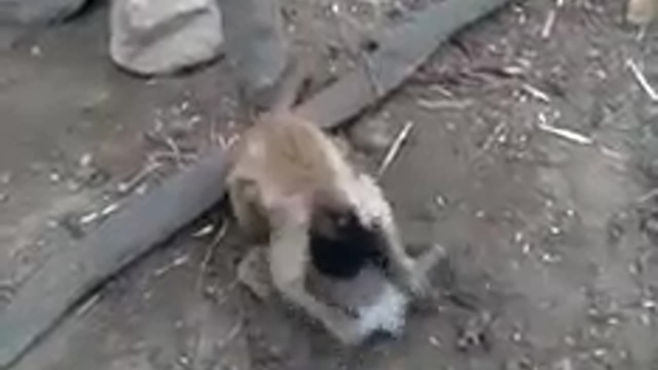 monkey having fun