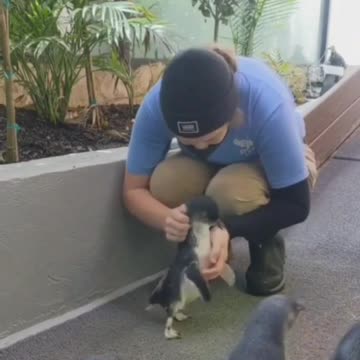 Some animals are lovely