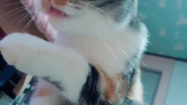 Cat wash his face