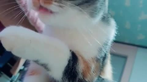 Cat wash his face